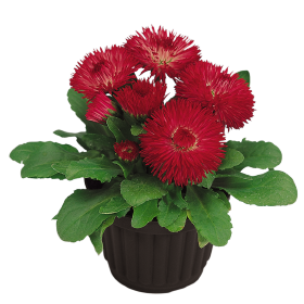   Roggli Red
