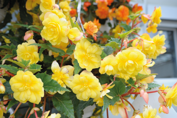 
                        Begonia
             
                        tuberhybrida F₁
             
                        Illumination®
             
                        Lemon
            