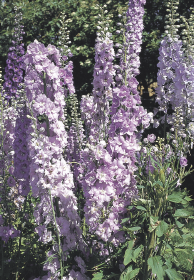 Delphinium hybrida Benary's Pacific