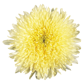   Benary's Princess Yellow
