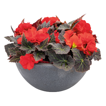 
                        Begonia
             
                        tuberhybrida F₁
             
                        Nonstop® Mocca
             
                        Deep Red
            