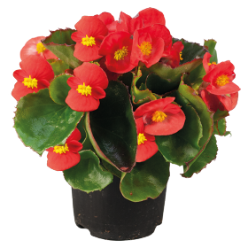   Super Olympia® Red