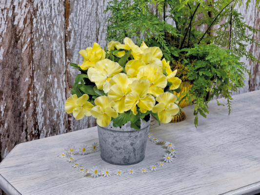 Viola
             
                        wittrockiana F₁
             
                        Inspire® Plus
             
                        Lemon