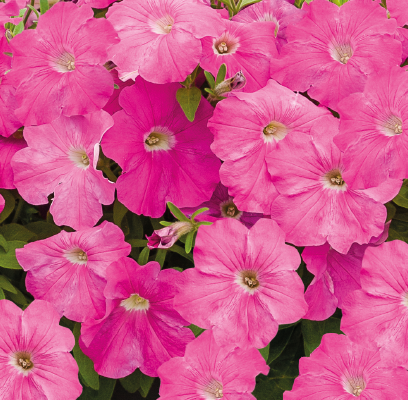 
                        Petunia
             
                        x hybrida F₁
             
                        SUCCESS!® TR
             
                        Pink
            