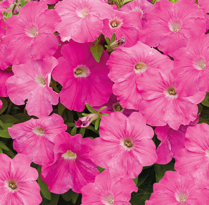 
                        Petunia
             
                        x hybrida F₁
             
                        SUCCESS! TR
             
                        Pink
            