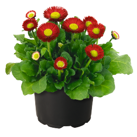   BellaDaisy Red