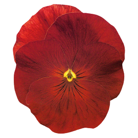   Inspire® Plus Scarlet