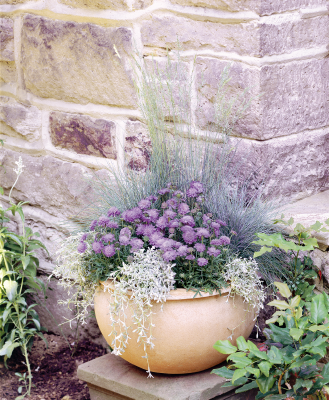 
                        Scabiosa
             
                        japonica var. Alpina
             
                        Ritz
             
                        Blue
            