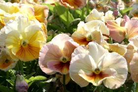 Viola wittrockiana F₁ Inspire®