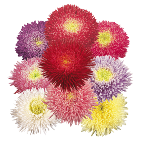 Benary's Princess Mix