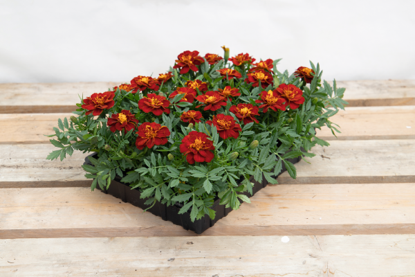 
                        Tagetes
             
                        patula
             
                        Safari
             
                        Red
            