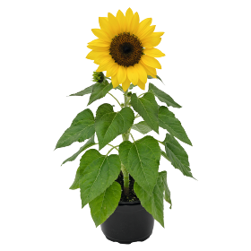 Helianthus annuus F₁ Bert® 