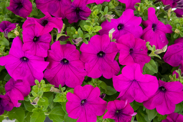 Petunia x hybrida grandiflora F₁ SUCCESS! 360° Violet | Benary