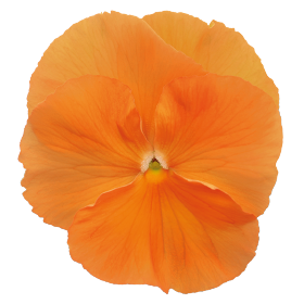 Viola wittrockiana F₁ Inspire® DeluXXe Rose Velour | Benary