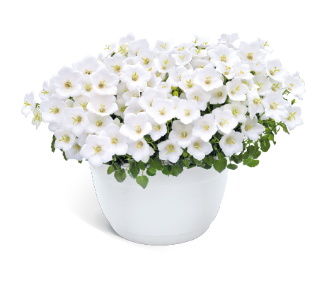 Campanula
             
                        carpatica F₁
             
                        Pearl
             
                        White