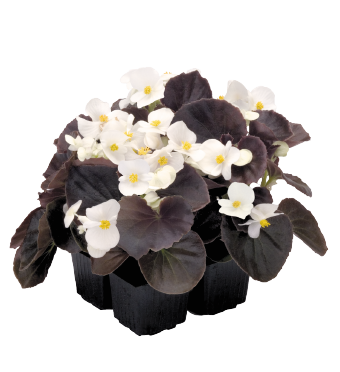 
                        Begonia
             
                        semperflorens F₁
             
                        Nightlife
             
                        White
            