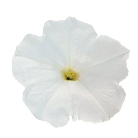   SUCCESS!® TR White