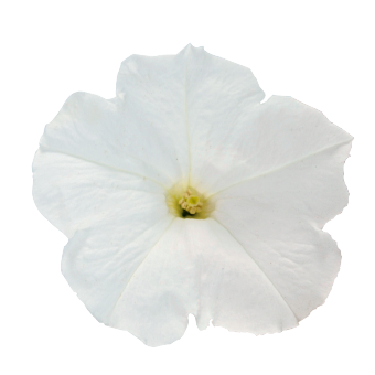 
                        Petunia
             
                        x hybrida trailing F₁
             
                        SUCCESS! TR
             
                        White
            