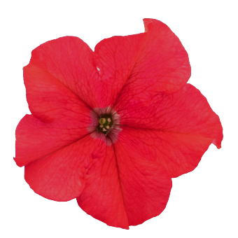 
                        Petunia
             
                        x hybrida F₁
             
                        SUCCESS! 360°
             
                        Red
            