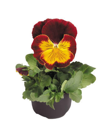 
                        Viola
             
                        wittrockiana F₁
             
                        Cats®
             
                        Red & Gold
            