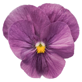 Admire® Orchid