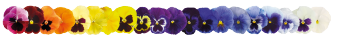 Viola
wittrockiana F₁
Inspire® Plus
Maxi Mix