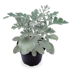 Senecio cineraria Silverdust 