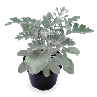 
                        Senecio
             
                        cineraria
             
                        Silverdust
            