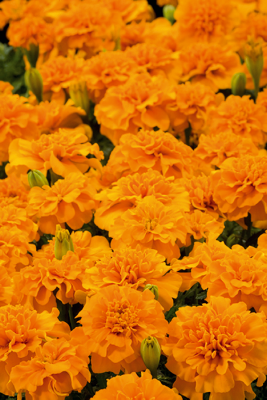 
                        Tagetes
             
                        patula
             
                        Little Hero
             
                        Orange
            