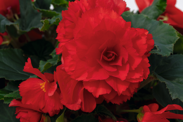 Begonia
tuberhybrida F₁
Nonstop® Joy
Red