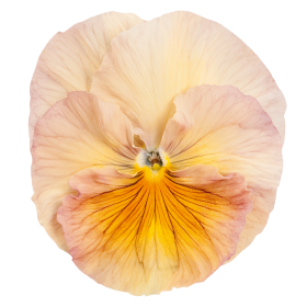   Inspire® Peach Shades