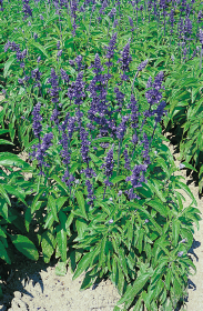 Salvia farinacea Victoria