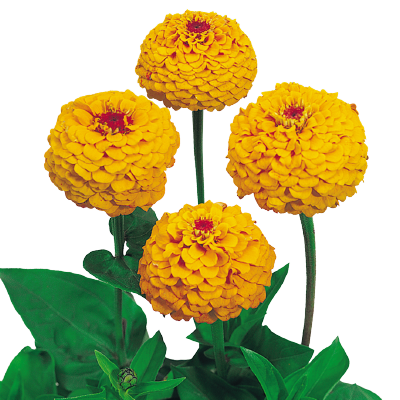 Zinnia
             
                        elegans
             
                        Oklahoma
             
                        Golden Yellow