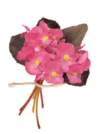 
                        Begonia
             
                        semperflorens F₁
             
                        Nightlife
             
                        Deep Rose
            