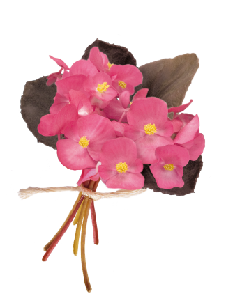 Begonia
             
                        semperflorens F₁
             
                        Nightlife
             
                        Deep Rose