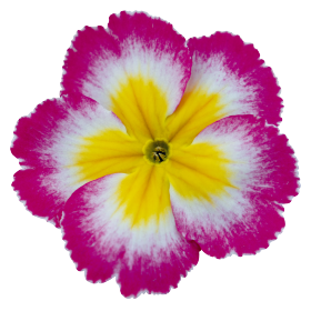   Piano Rose Bicolor