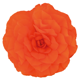   Nonstop® Orange
