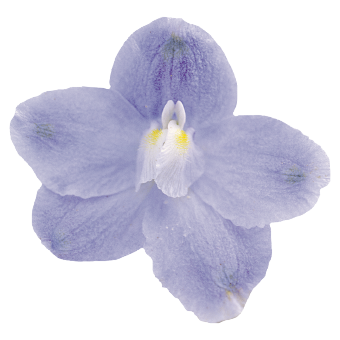 Delphinium
             
                        grandiflorum
             
                        Summer
             
                        Blues®