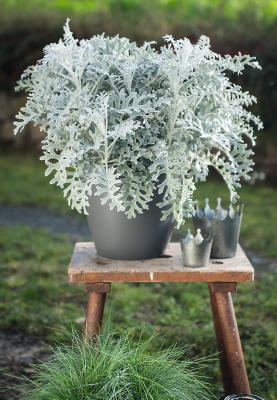Senecio
cineraria
Silverdust