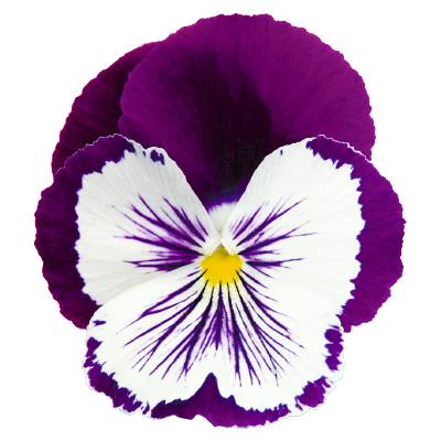 
                        Viola
             
                        wittrockiana F₁
             
                        Cats® Plus
             
                        Purple & White
            