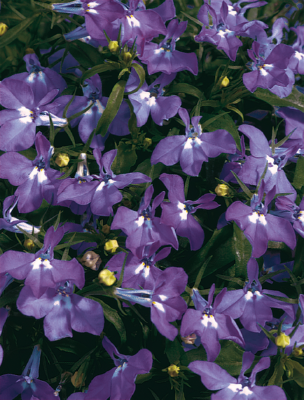 
                        Lobelia
             
                        erinus
             
                        Palace
             
                        Royal
            