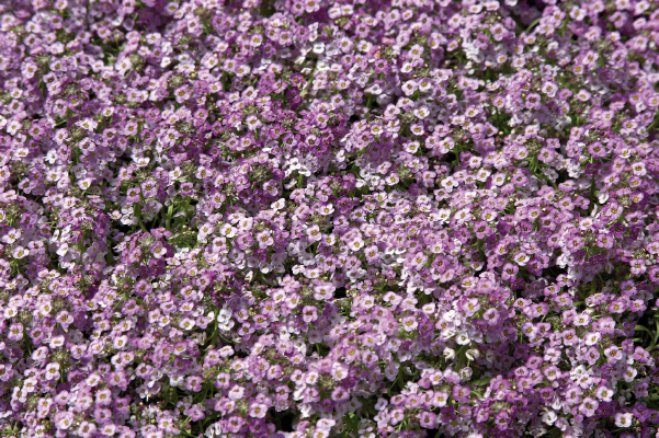 Lobularia maritima Wonderland Blue | Benary