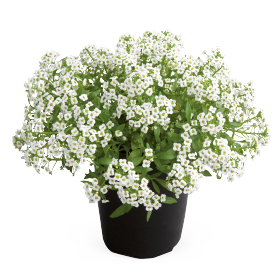   Giga White