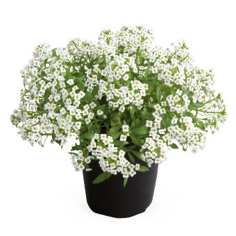 
                        Lobularia
             
                        maritima
             
                        Giga
             
                        White
            