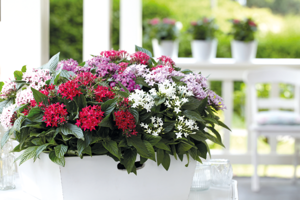 
                        Pentas
             
                        lanceolata F₁
             
                        Graffiti® OG
             
                        Mix
            