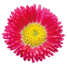   Speedstar® Plus Red