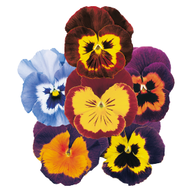 Viola wittrockiana F₂ Joker® 