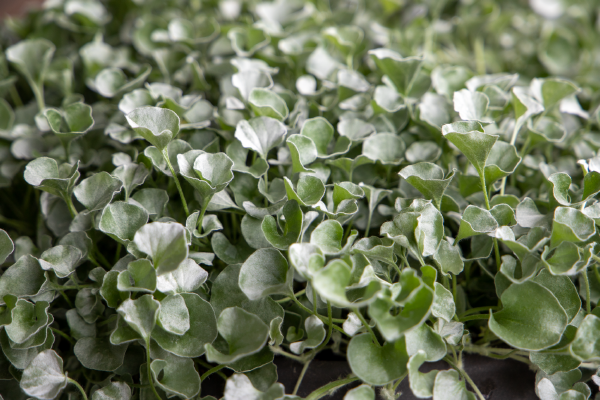 
                        Dichondra
             
                        argentea
             
                        Silver Surfer™
            