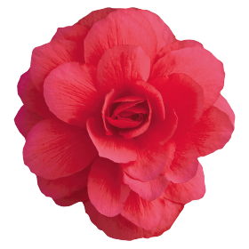   Illumination® Rose