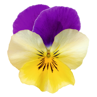 
                        Viola
             
                        wittrockiana F₁
             
                        Highflyer™
             
                        Yellow Purple Wing
            